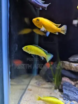Malawi Fish