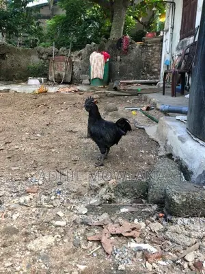Rooster