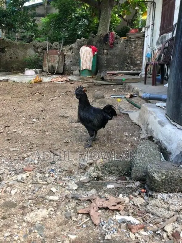 Rooster