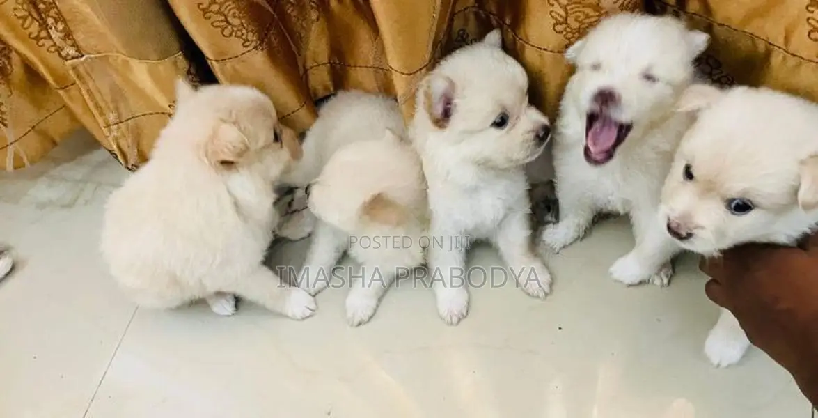 Pomanarian Dog