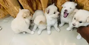 Pomanarian Dog