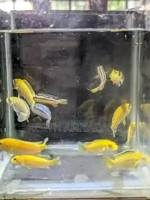 Malawi Fish