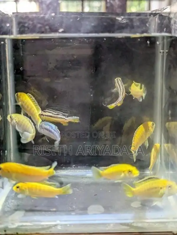 Malawi Fish