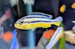 Malawi Fish
