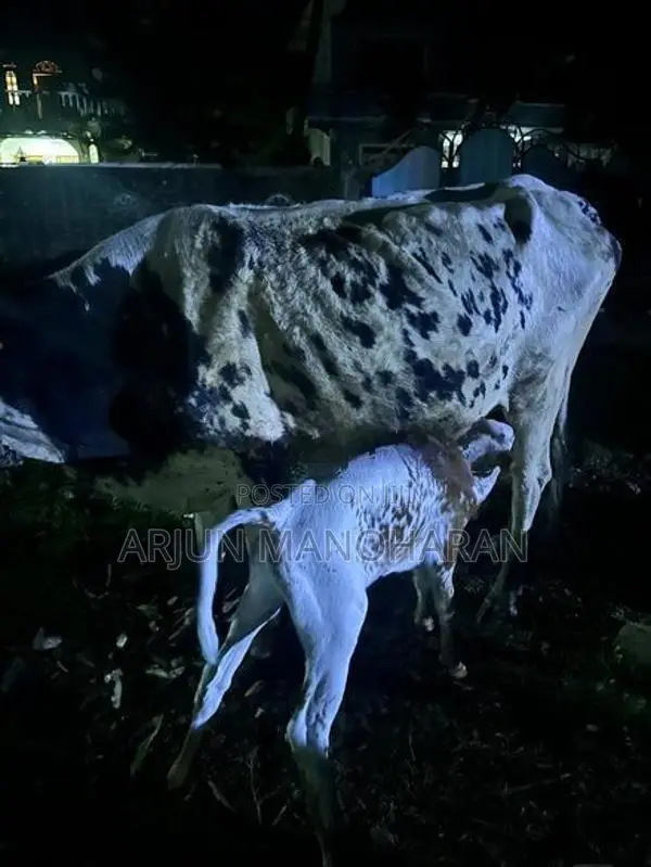 Farm Cow