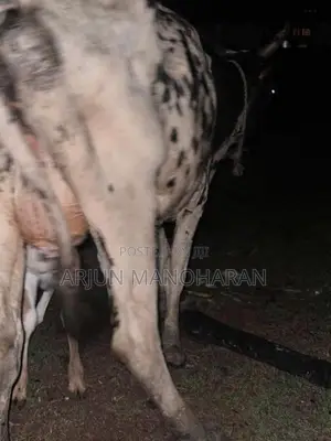 Farm Cow