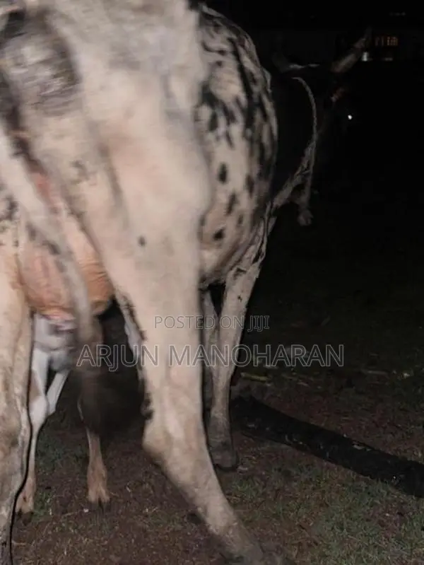 Farm Cow