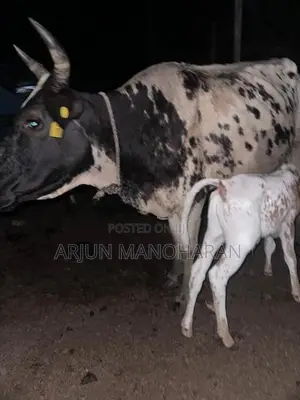 Farm Cow