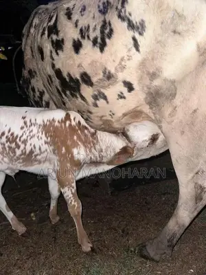 Farm Cow