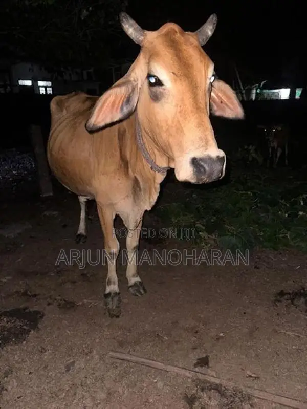Farm Cow