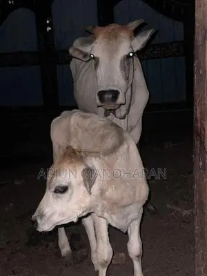 Farm Cow