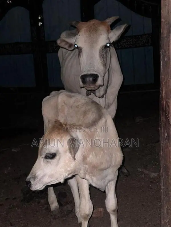 Farm Cow