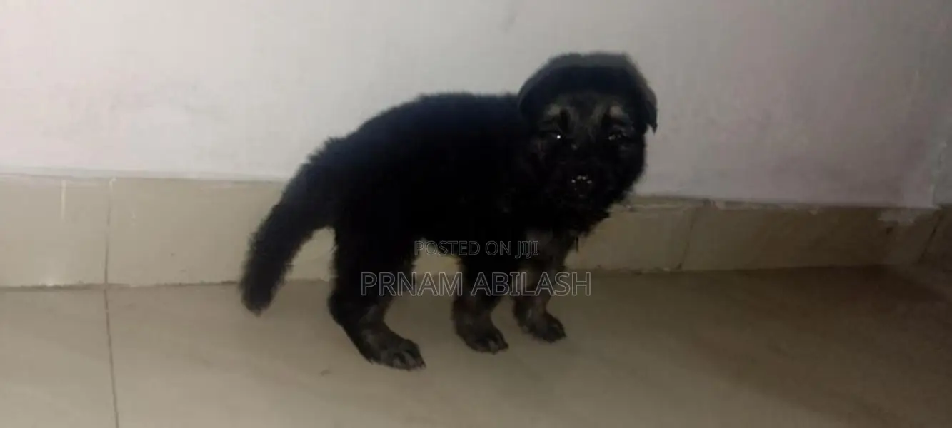Lion Shepherd Puppy