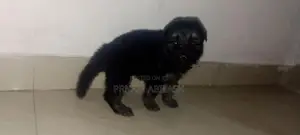 Lion Shepherd Puppy