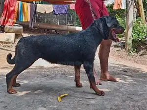Rottweiler Female Dog