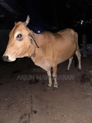 Farm Cow