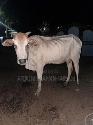 Farm Cow