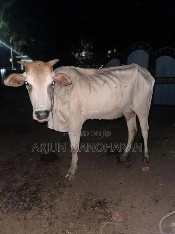 Farm Cow