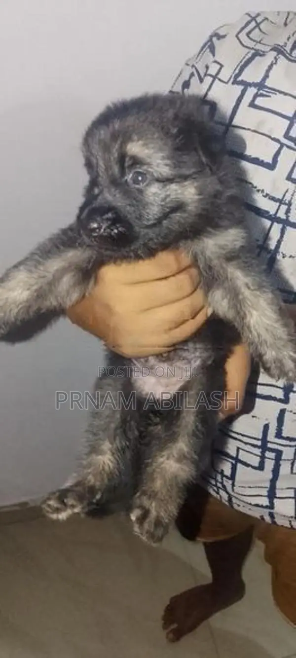 Lion Shepherd Puppy
