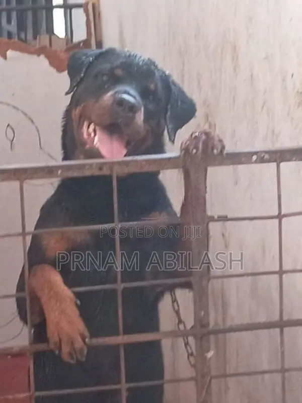 Rottweiler Female Dog