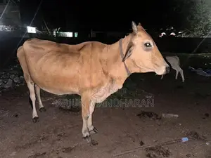 Farm Cow