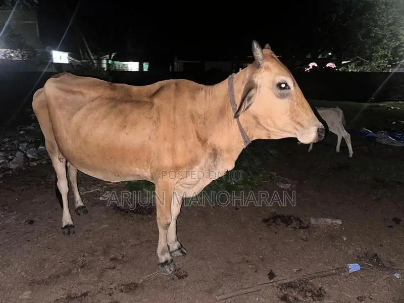 Farm Cow