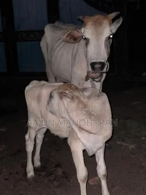 Farm Cow