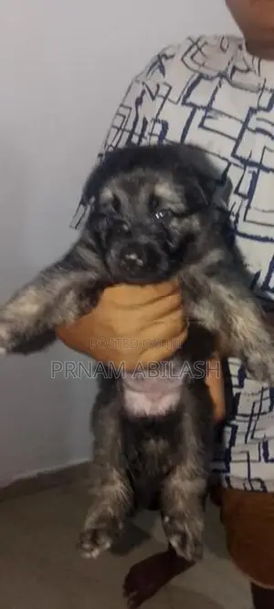 Lion Shepherd Puppy