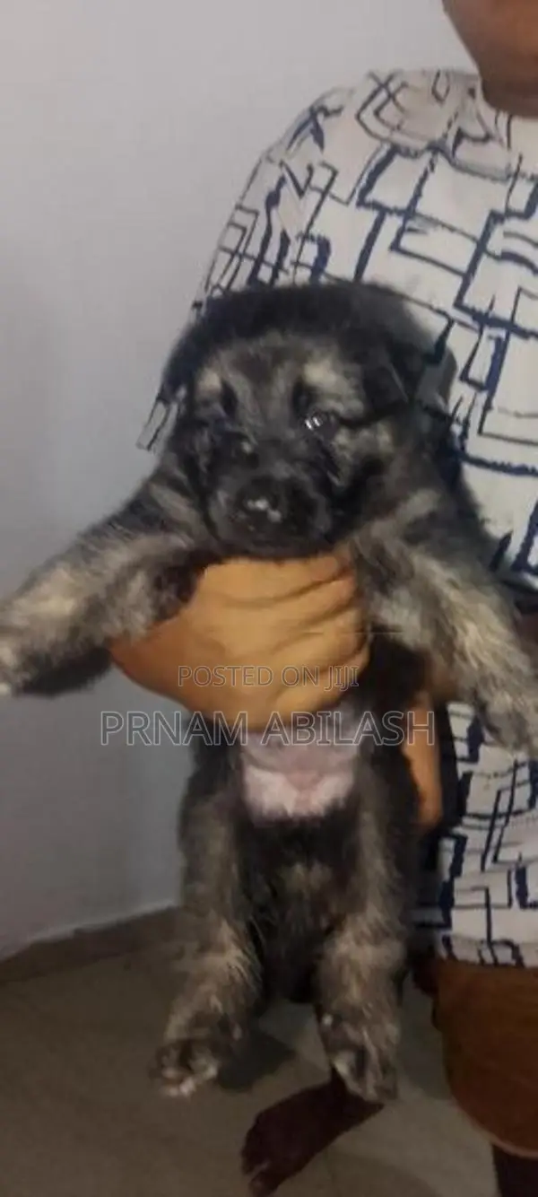 Lion Shepherd Puppy