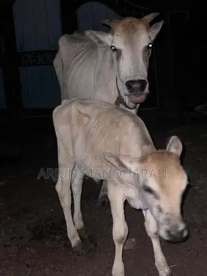 Farm Cow