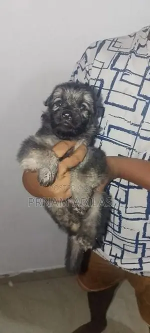 Lion Shepherd Puppy