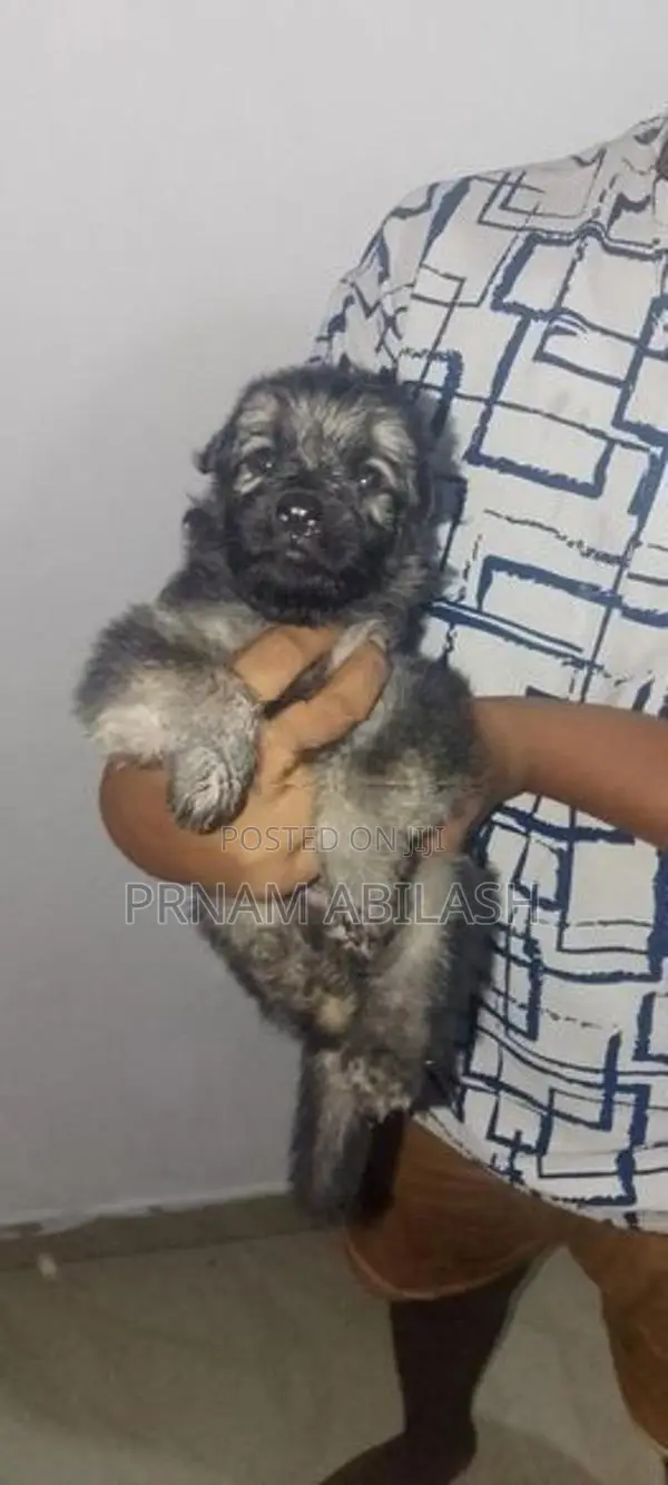 Lion Shepherd Puppy