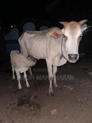 Farm Cow