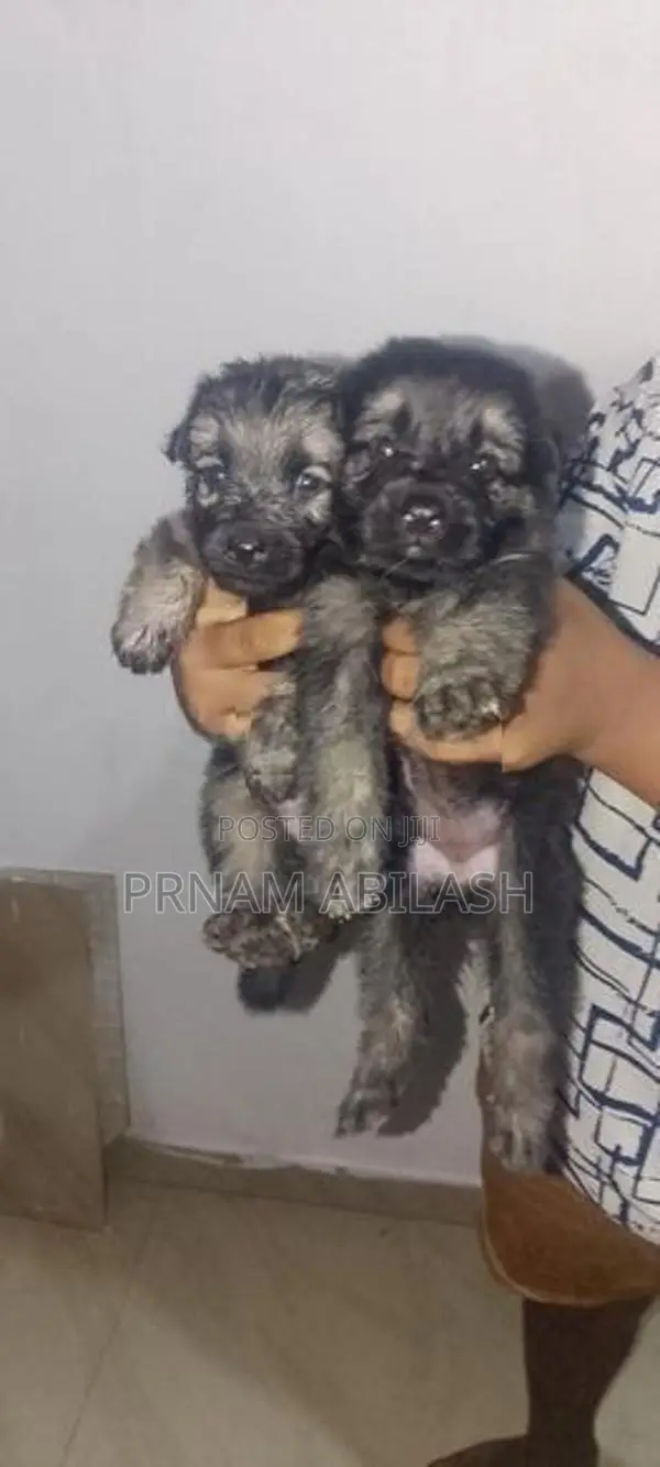 Lion Shepherd Puppy