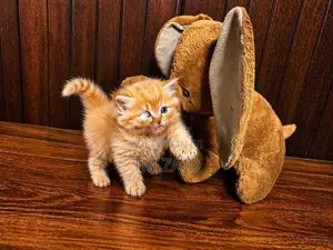 Persian Kittens - Long Hair