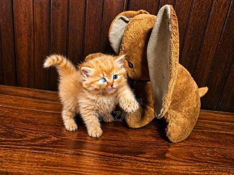 Persian Kittens - Long Hair