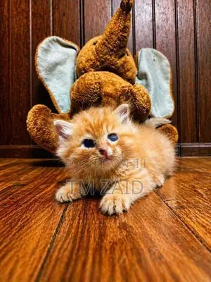 Persian Kittens - Long Hair