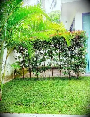 Grass Carpet Roll