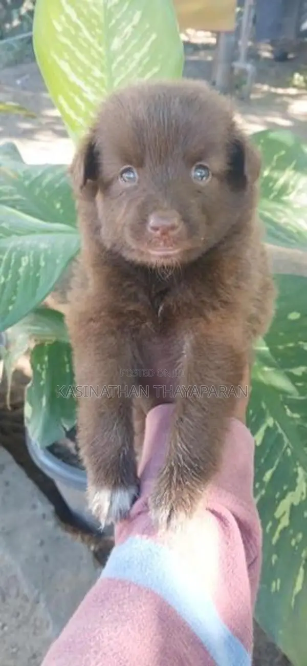 Pomeranian Puppy