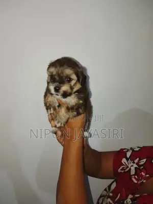 Terrier Puppy