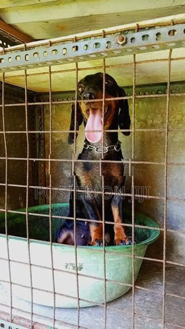 Female Dachshund Dog