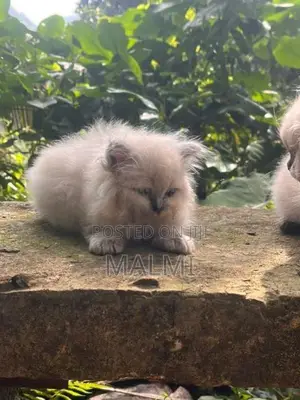 Persian Cat