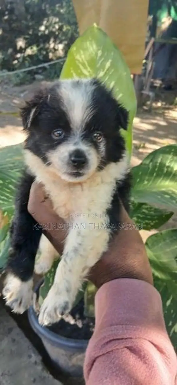 Pomeranian Puppy