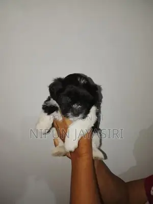 Terrier Puppy