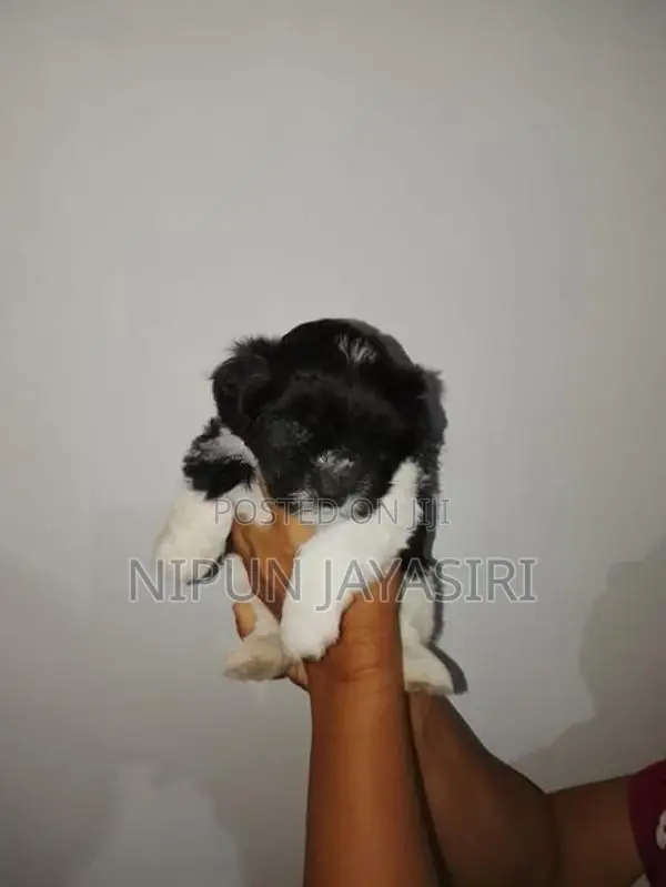 Terrier Puppy