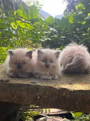 Persian Cat