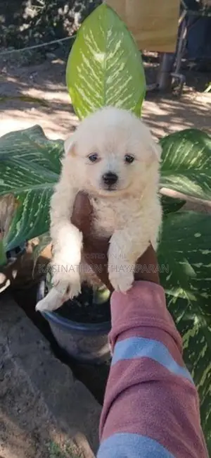 Pomeranian Puppy