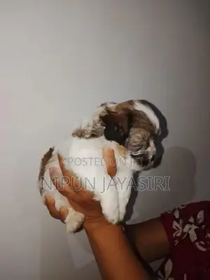 Terrier Puppy