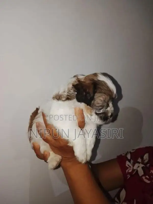 Terrier Puppy