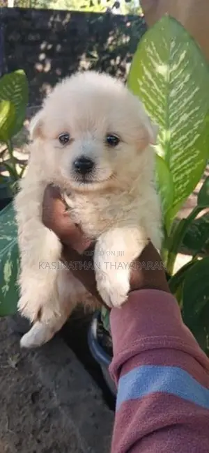 Pomeranian Puppy